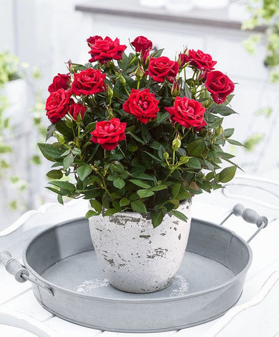 Growing Roses Indoors - UK Guide