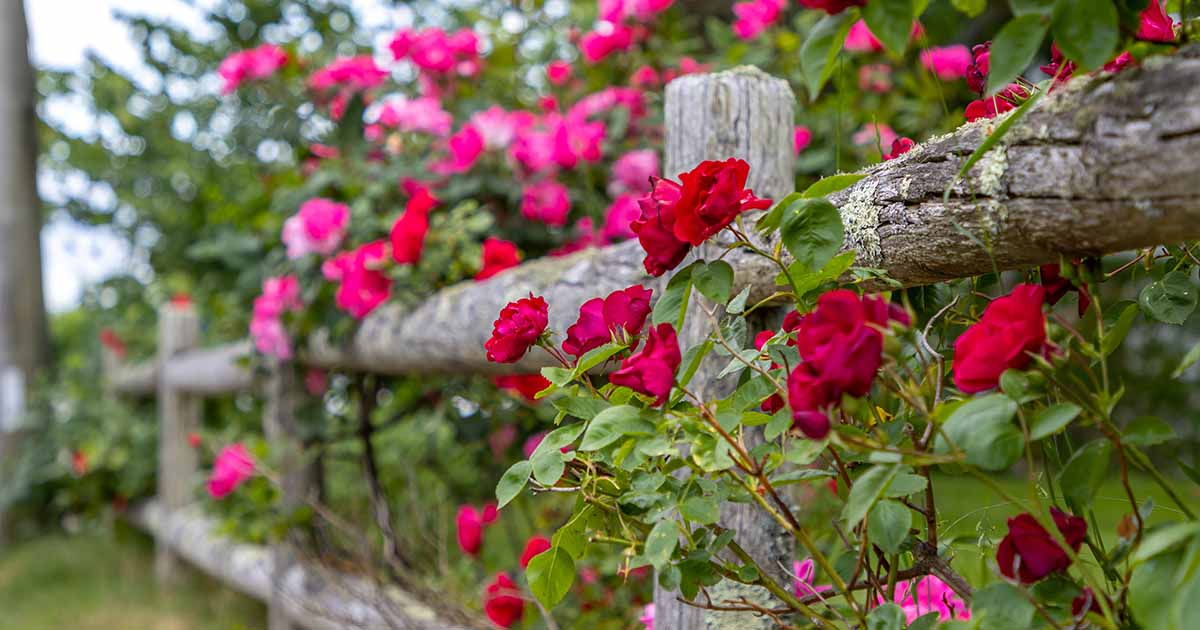 When To Deadhead Climbing Roses at Ebony Butters blog