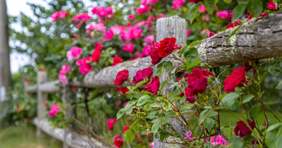How to Deadhead Climbing Roses? – UK Guide