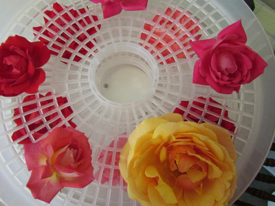 How to Preserve and Keep Roses Forever?