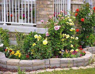 17 Rose Growing Tips and Tricks
