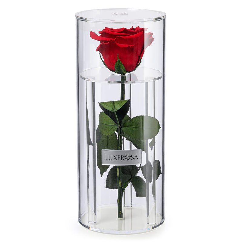 Forever Roses Or Infinity Roses Single Forever Long Stemmed Infinity Rose In Red Colour, in a modern B