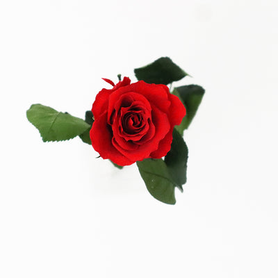 Single Forever Long Stemmed Infinity Rose In A Gift Box - Vibrant Red