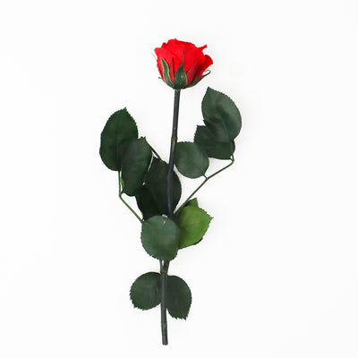Single Forever Long Stemmed Infinity Rose In A Gift Box - Vibrant Red